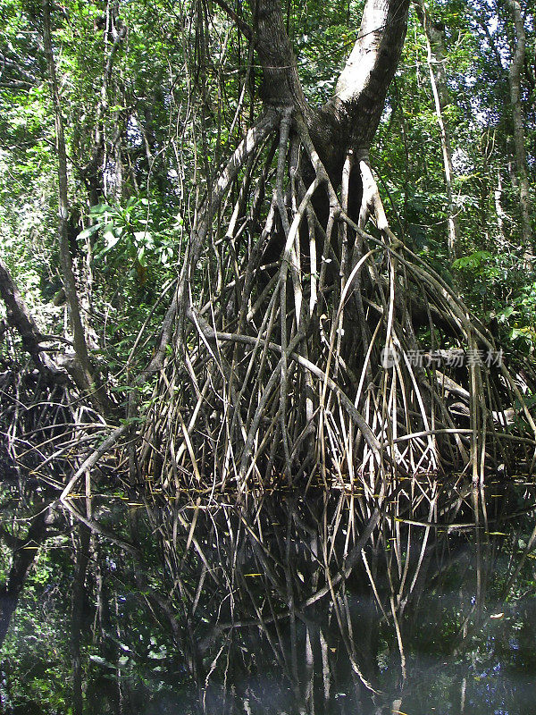 白红树林根沼泽Cuero y Salado La Ceiba洪都拉斯